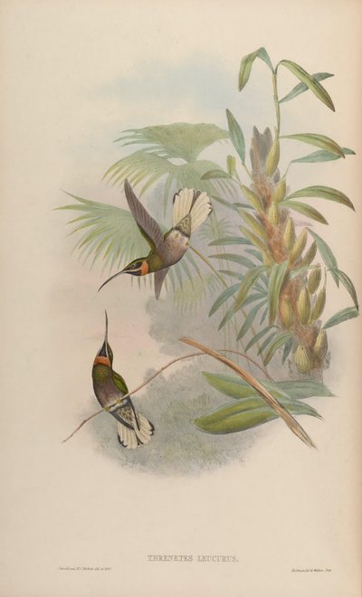 Glaucis leucurus = Threnetes leucurus by John Gould